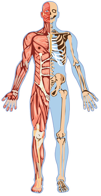 Schéma du corps humain